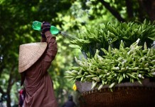 April – Madonna lily flowers in Hanoi streets
