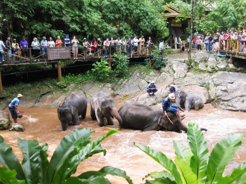 Maesa_elephant_camp chiang mai travel guides 31