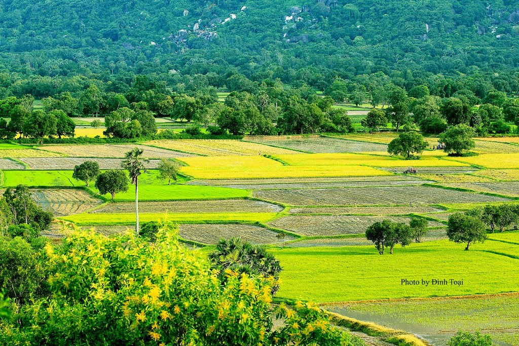 Paddy fields in Ta Pa mountain An Giang Vietnam tourist attraction travel guide