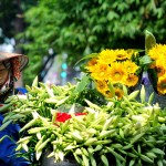10+ lilies flower photos show the beauty of Hanoi in spring season