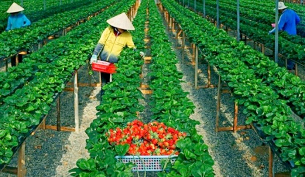 bio fresh dalat strawberry garden 1