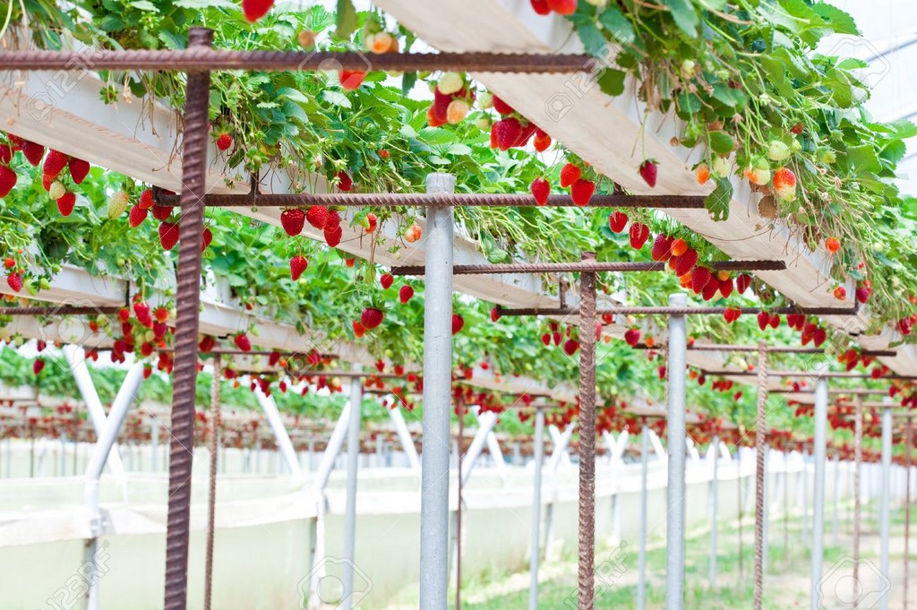 bio fresh dalat strawberry garden 3