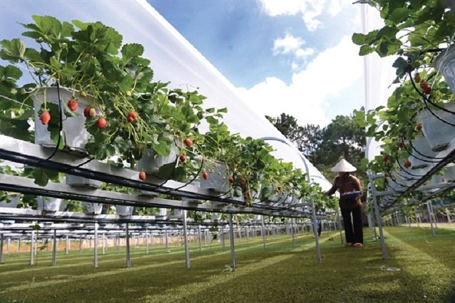 bio fresh dalat strawberry garden 5