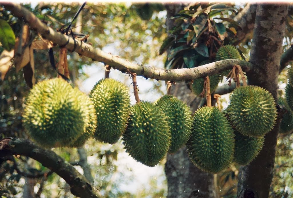 durian garden in Ben Tre