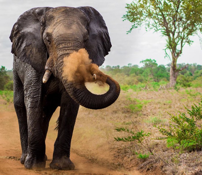 elephant-dusting africageographic.com