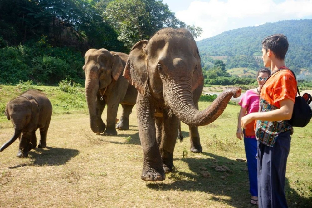 elephant things only do in chiang mai travel guides