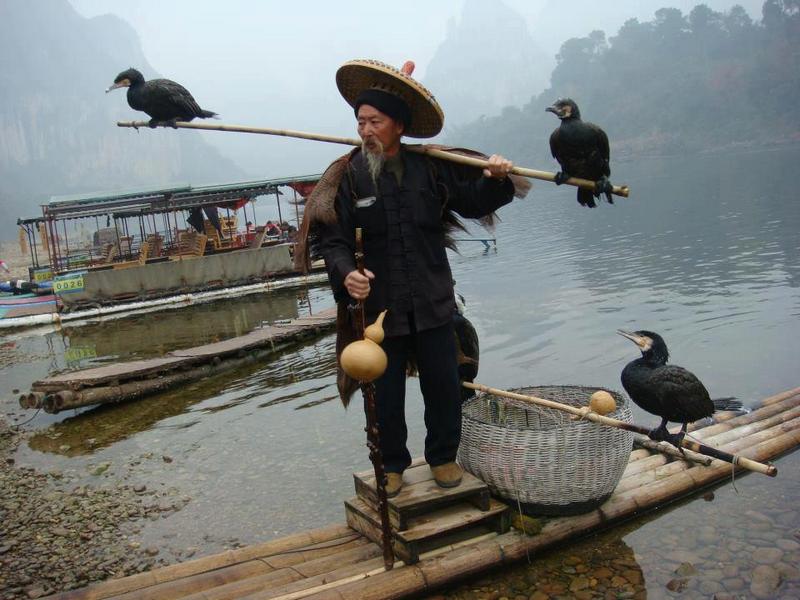 fishing by cormorants in li jiang river china