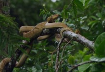 lha da Queimada Grande (Snake Island), Brazil