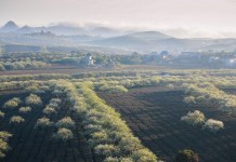 10+ photos show the beauty of spring in Moc Chau, Vietnam moc chau grassland in spring vietnam photos