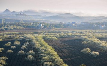 moc chau grassland in spring vietnam photos