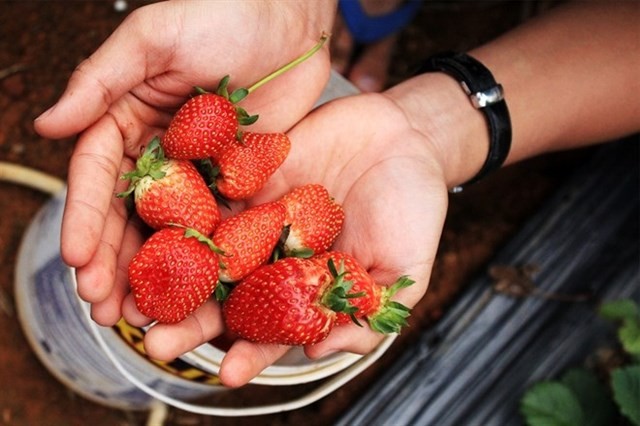 nguyen lam thanh strawberry garden dalat travel tips 5