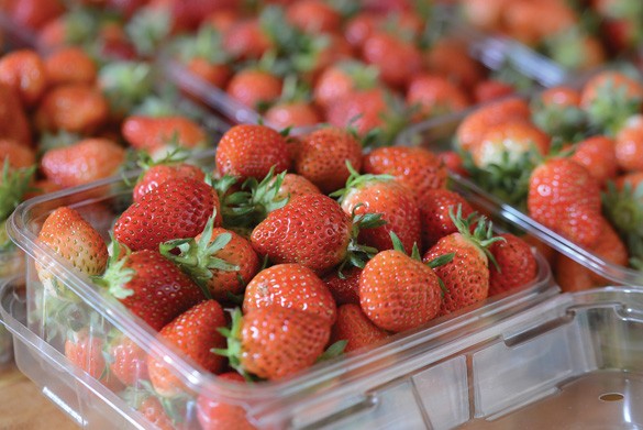 nguyen thanh trung strawberry garden in dalat  2