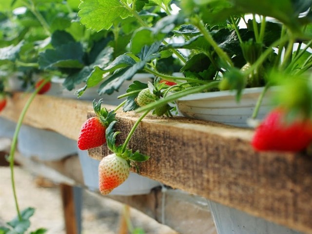 nguyen thanh trung strawberry garden in dalat 5