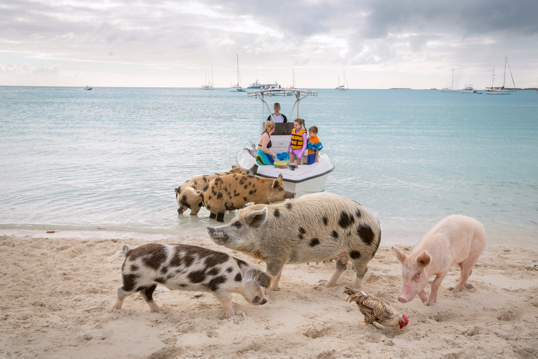 This is my very favorite photograph from the trip. This is my peaceable kingdom, my fantasy world where people are secondary players. This photograph plays out my fantasy of being one of the pigs, immersed in “pig culture.” Credit Robin Schwartz for The New York Times