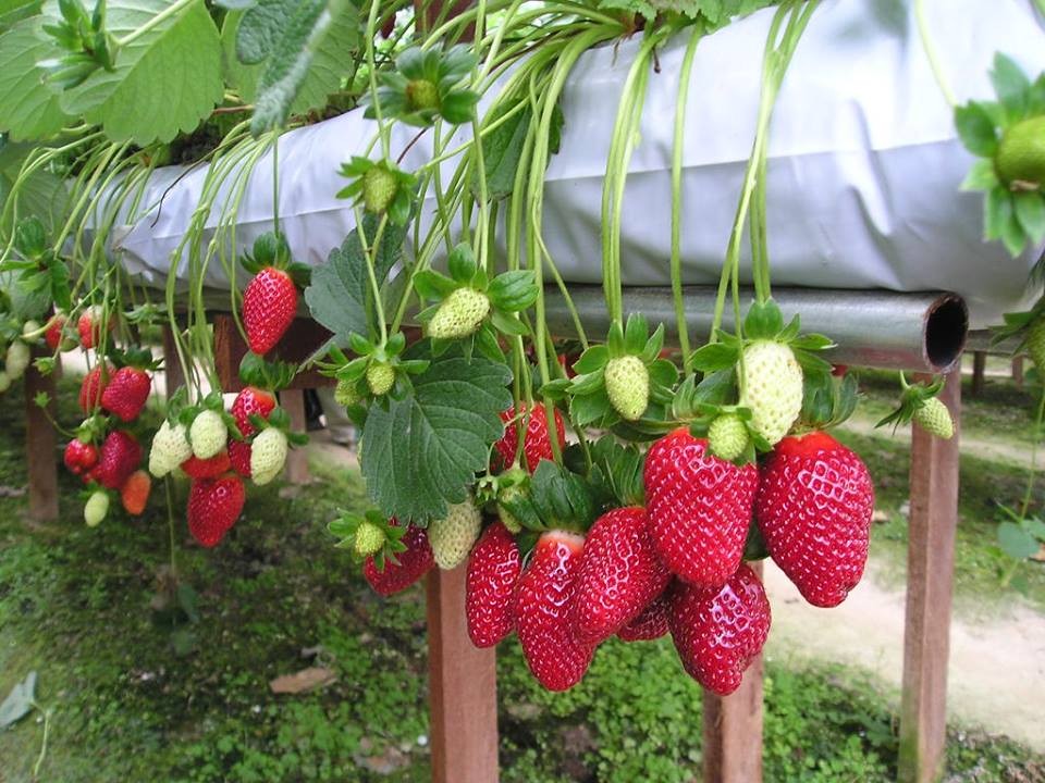 strawberry gardens in dalat city travel tips