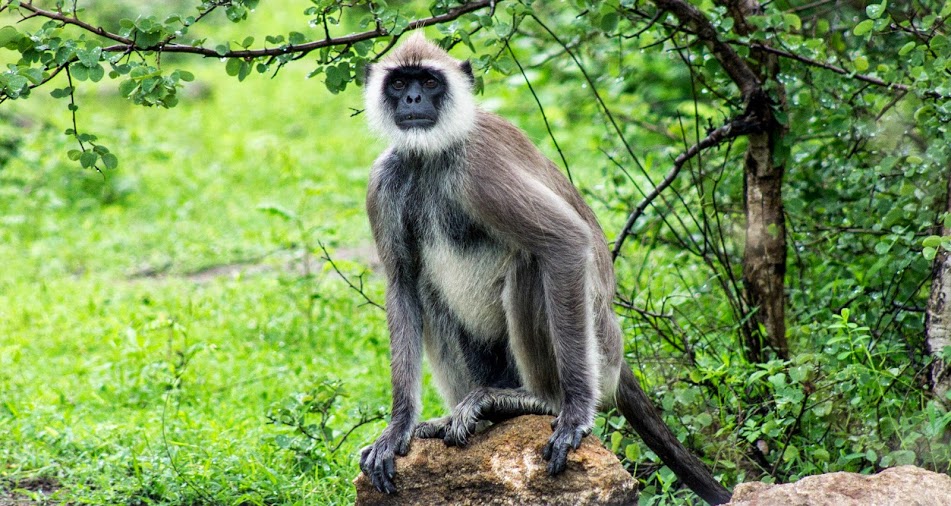 Yala_National_Park_sri lanka 2