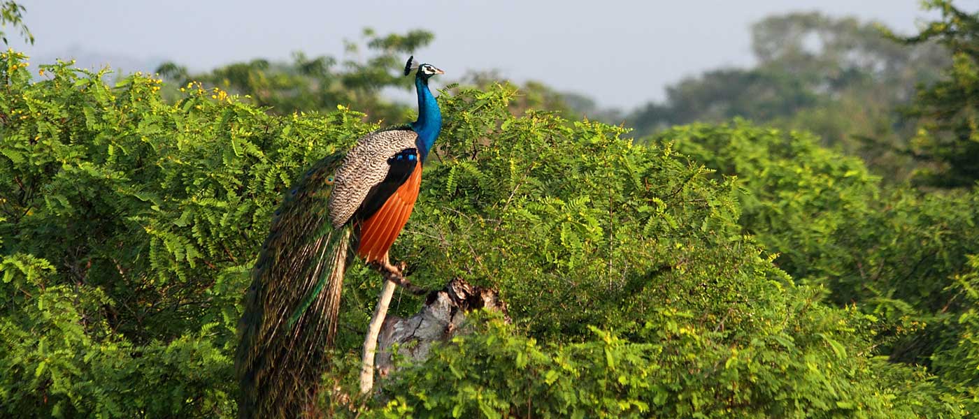 Yala_National_Park_sri lanka 23