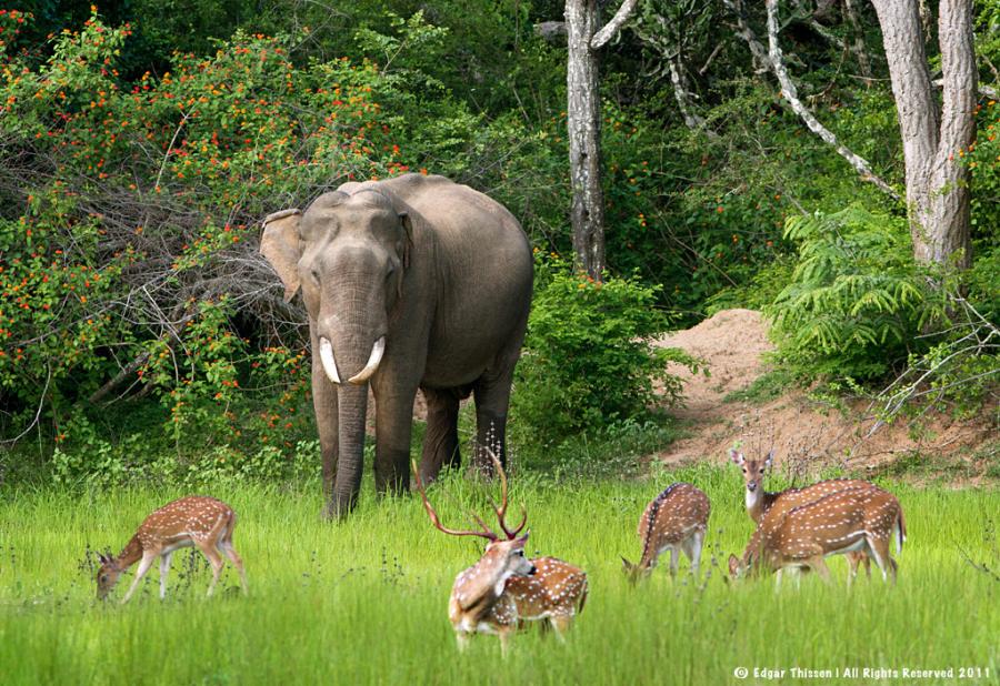 Yala_National_Park_sri lanka 3