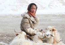 Changpa nomads — No-money, no-technology, and nomadic life of a tribe in the Himalayas No-money, no-technology, and nomadic life of a tribe in the Himalayas tibet