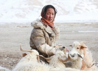No-money, no-technology, and nomadic life of a tribe in the Himalayas tibet