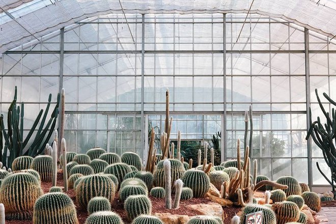 botanic garden cactus nursery chiang mai travel 1