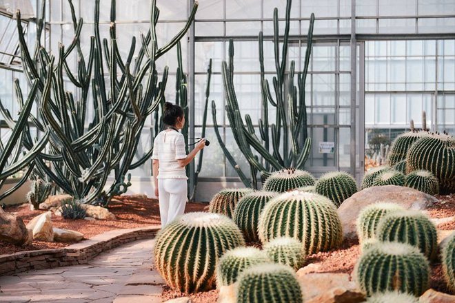 botanic garden cactus nursery chiang mai travel 7