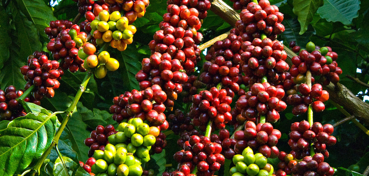 coffee central highlands vietnam
