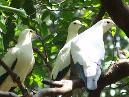 con dao national park con dao travel destinations 23