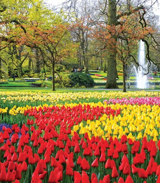 keukenhof flowers garden netherlands spring (9)