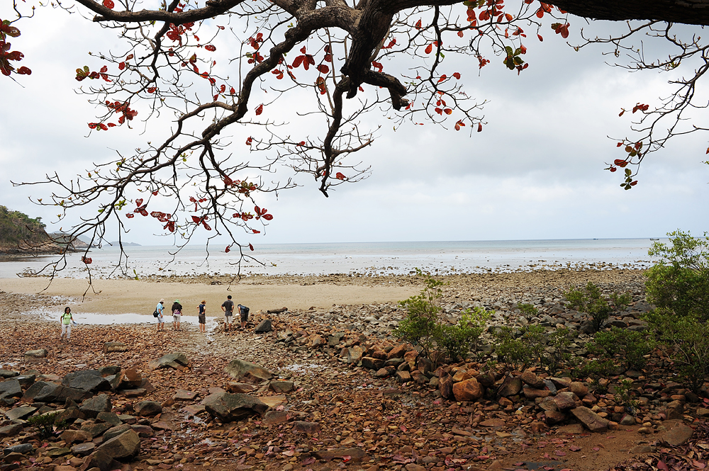 ong dung primary forest con dao island 17