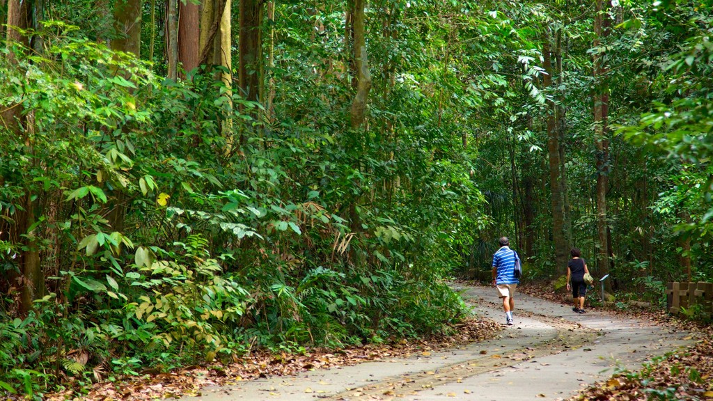 Bukit_timah_nature reserve singapore travel destinations 3