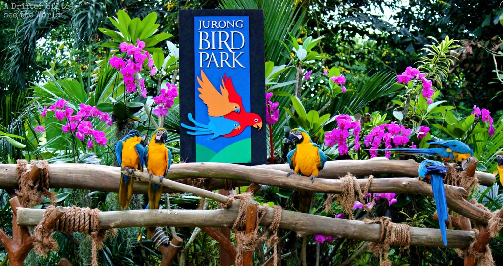 jurong-bird-park-singapore destinations for children 12