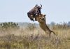 The six-foot jump of an antelope saves her from death. Kariega Reserve, South Africa. Photographer-Jacques Matthysen