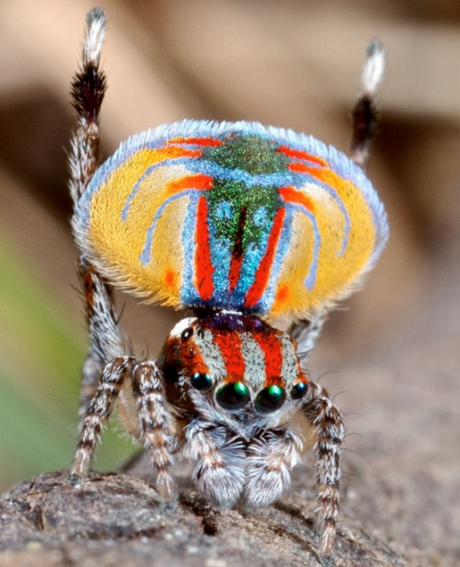 Spider-peacock (Maratus volans)