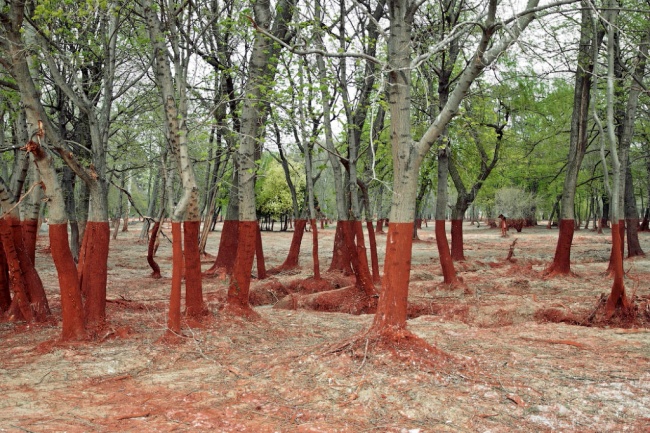 A forest after an accident at an aluminium plant in Hungary; the trace level of red mud is clearly seen from the picture.