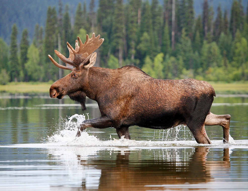 canada photo photography travel Edited-Moose-rexfeatures_2349552a