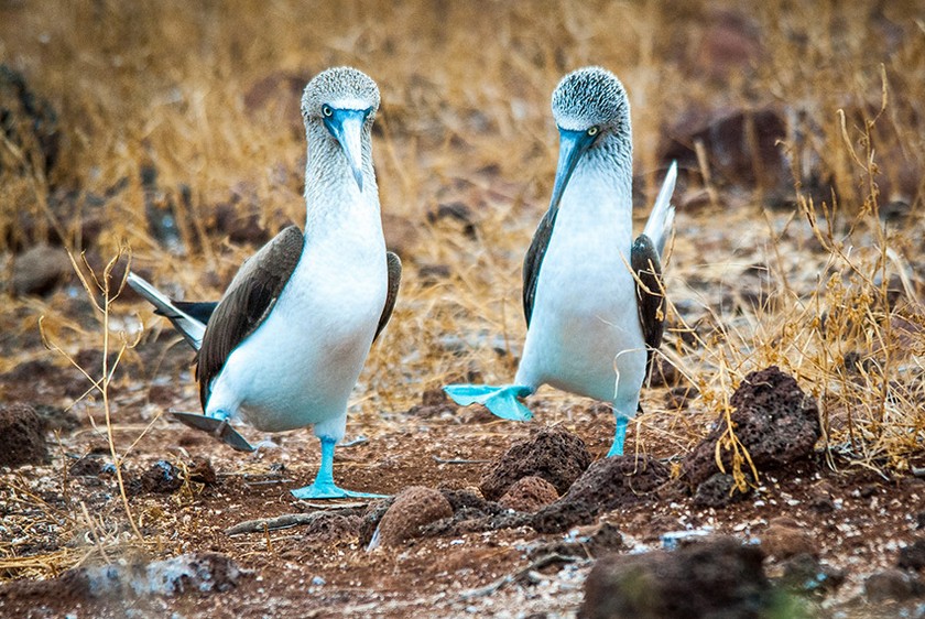 boobies galapagos islands