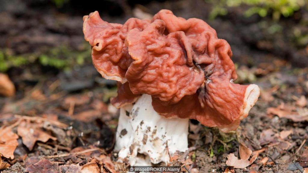false morel mushroom finland