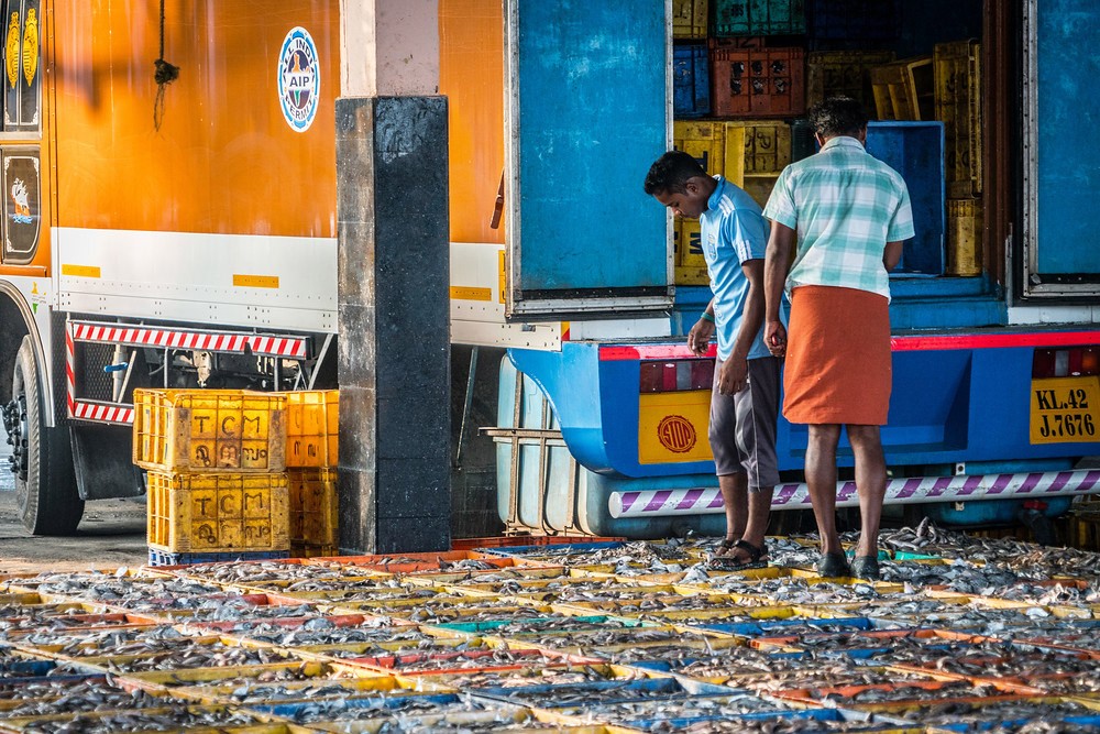 fish market, everyday life, Kerala, India