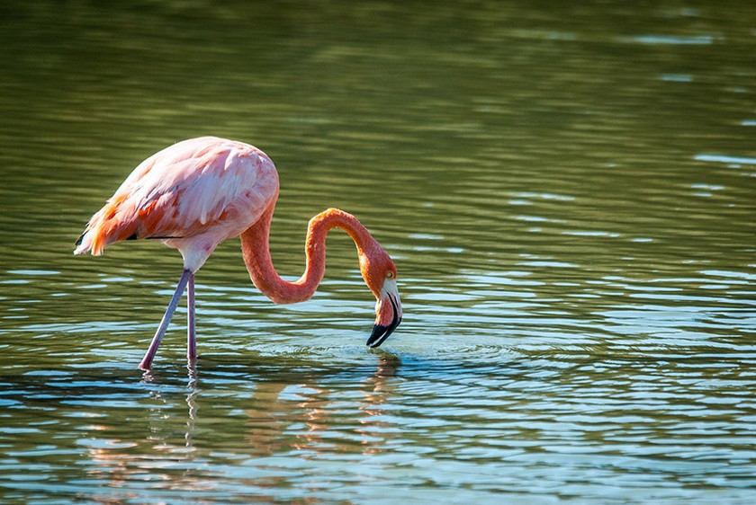 flamingo galapagos islands things to know