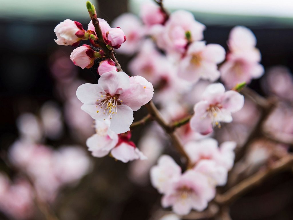 sakura cherry blossom in hakodate japan