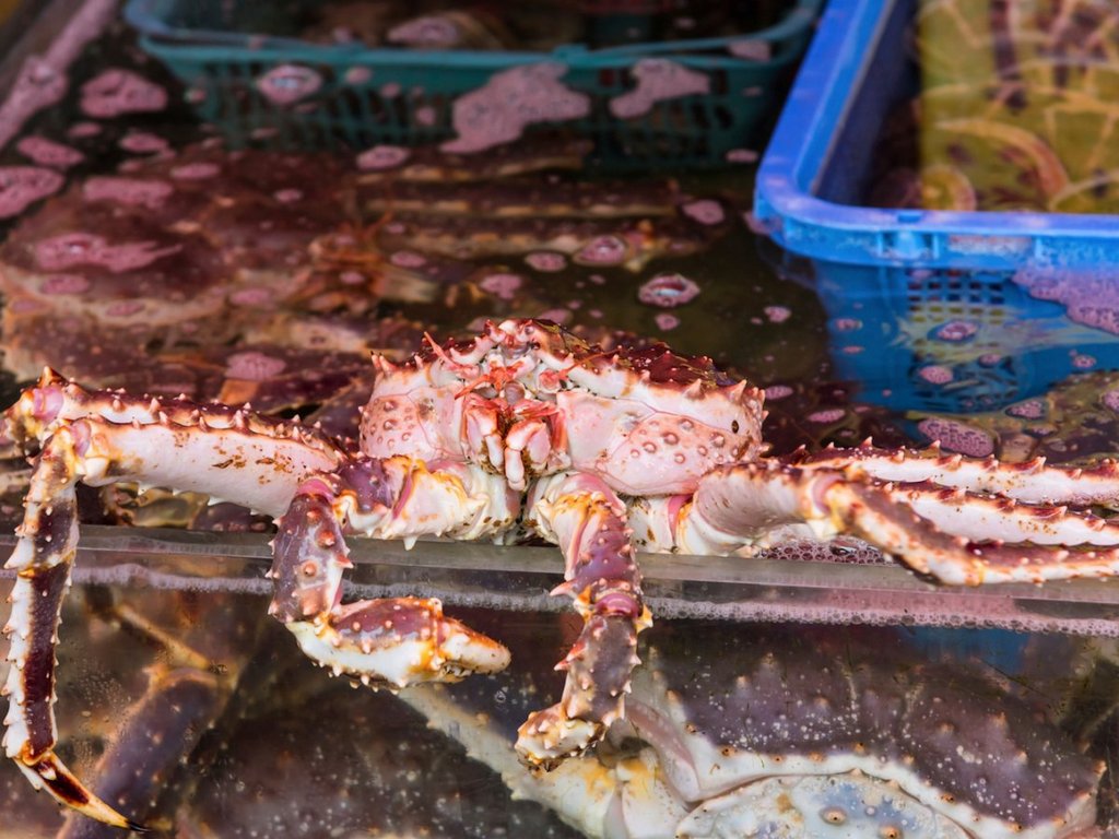 youll-run-into-some-king-crabs