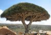 10 incredible photos of trees nature wildlife all over the world (4)