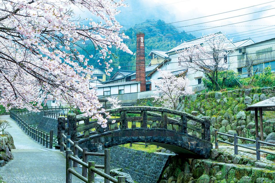 Fukuoka in the springtime,fukuoka travel blog