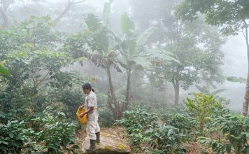 Visiting Minca – The coffee town of Colombia El Trompito, Colombia’s coffee towns