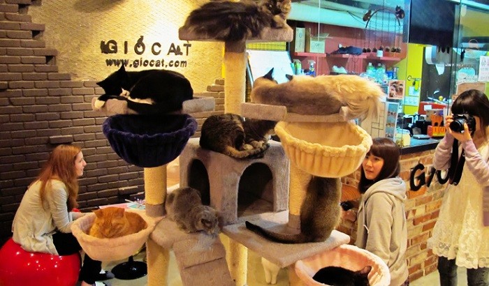 cat cafes, tokyo, japan 