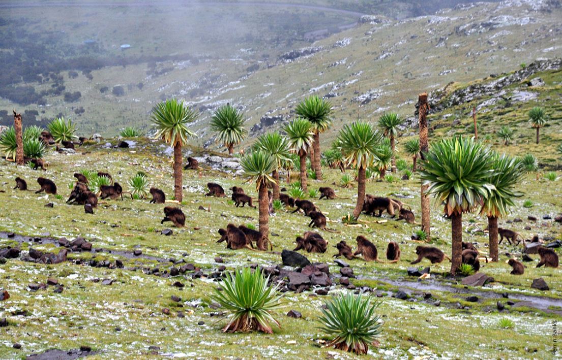 ethiopia wildlife photos