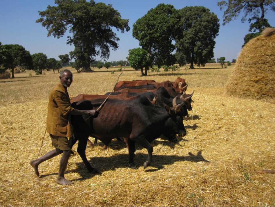 ethiopia_farmer_threshing_wheat