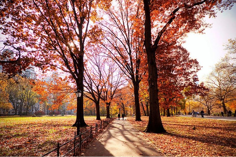 pathways, Central park, New York, US
