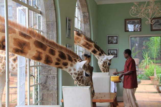 wanderlust_tips_enjoy-breakfast-with giraffes-in-Kenya4 (11)
